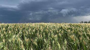 La posibilidad de pérdidas para el campo argentino debido a La Niña.