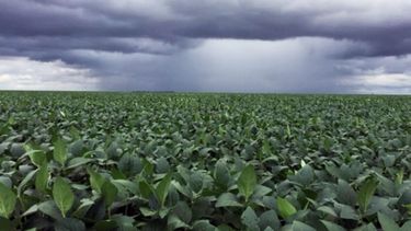 Las lluvias de marzo mejoraron las condiciones de los cultivos