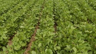 USDA rebajó la expectativa sobre la cosecha de soja argentina