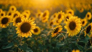 El girasol presenta un buen panorama en Buenos Aires y La Pampa