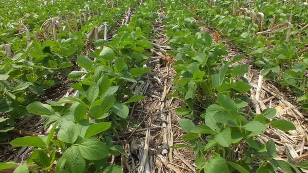 A raíz de la ola de calor, hubo una reducción significativa en las expectativas de cosecha.
