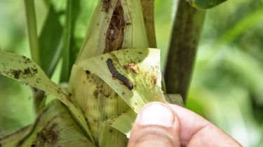 Los caños a la cosecha de maíz.