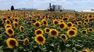 La cosecha de girasol santafesina tuvo rendimientos bajos por la sequía