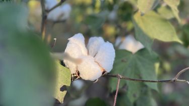 El herbicida desecante formulado a base de Tidiazurón y Diuron.