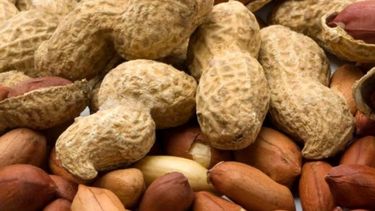 Proyectan que la producción de maní argentino crecerá un 32 por ciento