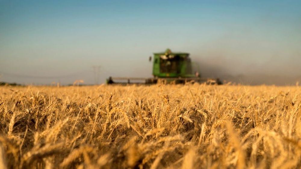 La cosecha de trigo se encamina a un récord de 22 millones de toneladas