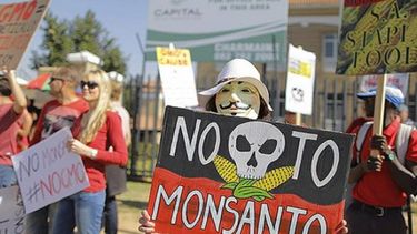 Agricultores de EE.UU. presentaron demanda contra Monsanto por trigo transgénico