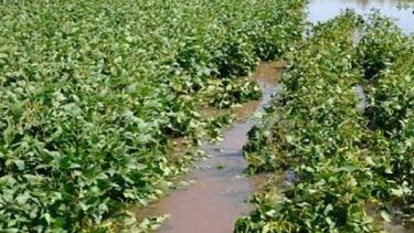 "La situación de los productores sojeros es peor de lo que muchos creen"