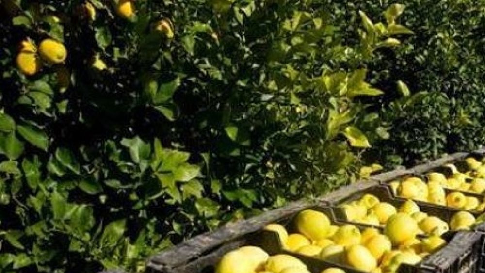 El "Gobierno no promueve las exportaciones agroalimentarias"