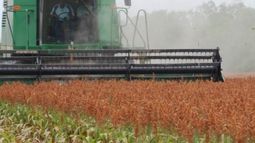 Aumentó un 40% la producción de sorgo en Entre Ríos