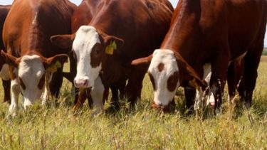 ¿Puede la ganadería rendir más que la soja?