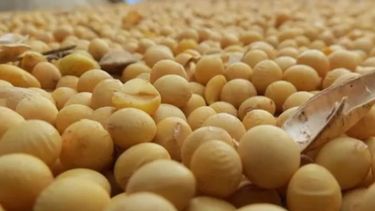 Extienden el control oficial del origen de las semillas de soja