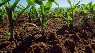 Proyectan una caída de 350 mil hectáreas para la siembra del maíz