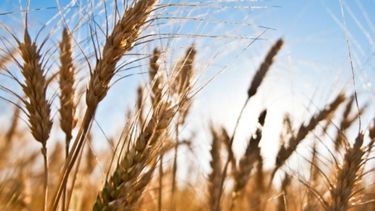 El trigo vuelve a marcar rindes récords