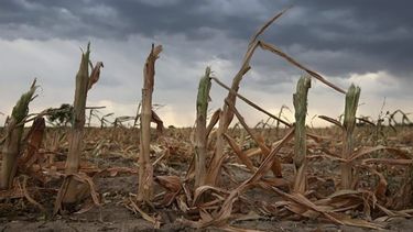 Nuevos beneficios fiscales para productores rurales