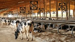 Lanzaron programas para fortalecer la actividad lechera