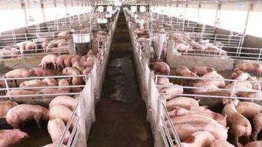 AFIP aplica nuevo sistema para formalizar el mercado de carne porcina
