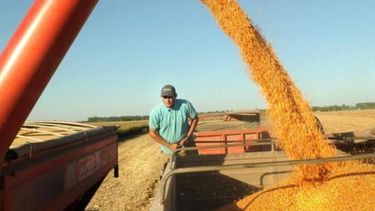 Confirman la quita de retenciones al maíz, trigo, girasol y carne