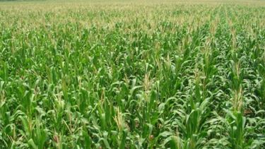 Estiman rinde promedio de 5.750 kilogramos de maíz por hectárea