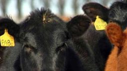 El novillo argentino es el más barato del Mercosur