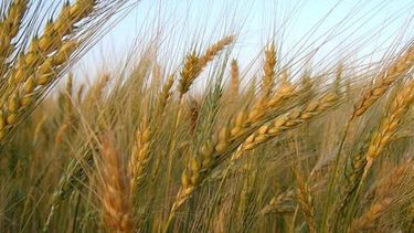 El CIC subió los pronósticos globales de trigo y maíz para 2013/2014