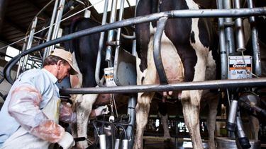 Tamberos preocupados por los aumentos del sector lechero