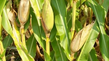 Brasil duplica a la Argentina en la producción de maíz