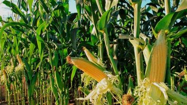 La Bcpbb indicó que la elevada humedad ambiental ha retrasado la finalización de la trilla.