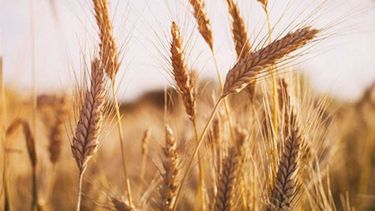 El trigo llegó a su cotización más alta desde principios de marzo