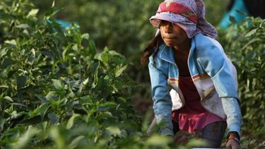 INTA y OIT sellaron un acuerdo para terminar con el trabajo infantil en el agro