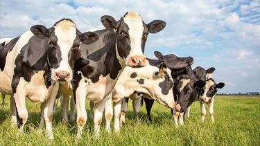 El control de la entrada de animales.