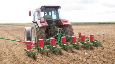 Ya se inició la nueva campaña de girasol