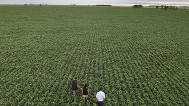 La soja de la zona núcleo necesita que lluevan 100 mm en diciembre