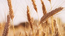 El trigo dejará u$s 3000 millones por exportaciones