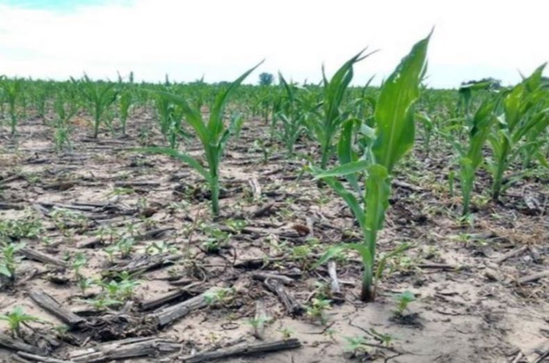 La Niña seguirá afectando al agro pero con menor impacto