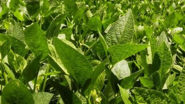 En Chicago analizan lanzar contratos futuros de soja brasileña