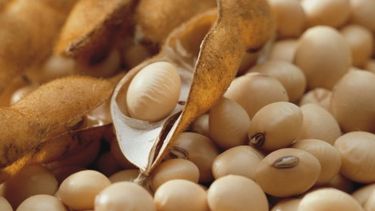 Nuevo impuesto al campo afectará a los grandes productores