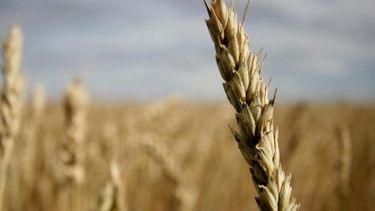 Los cereales treparon un 2 por ciento en Chicago