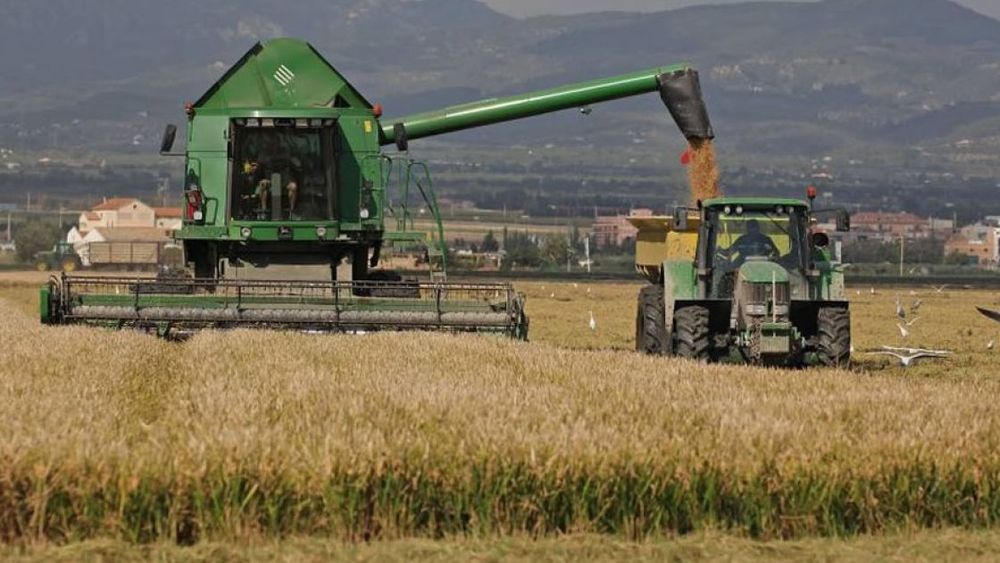 Basterra pone sus porotos en la nueva cosecha de maíz
