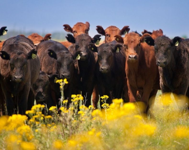 La producción de carne bovina creció 6 por ciento en agosto