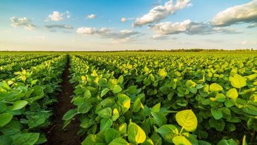 Señales positivas para el campo argentino.