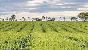 Cuando se fijó en $55 no se sabía si las empresas del sector tealero volverían a pagar el 15% de retenciones.
