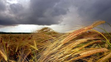 Mejores condiciones para el trigo en la última semana