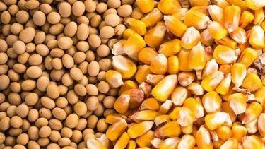 Chicago: la soja y el maíz cambiaron de tendencia y cerraron en baja