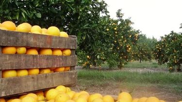 El Congreso prorrogó por un año la emergencia citrícola
