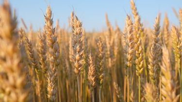 Afirman que el mercado del trigo “está paralizado”