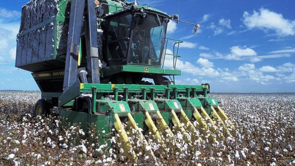 El algodón tendría un avance en su producción, con un aumento de precios internacionales