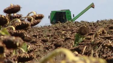 La cosecha de girasol cerró con 3,9 millones de toneladas y un alza de 15%