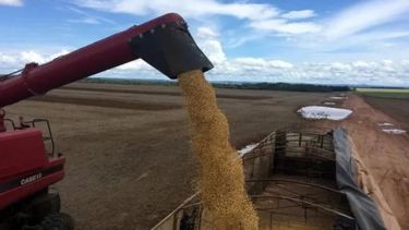 Liquidación de divisas de agroexportadoras subió un 20% en junio