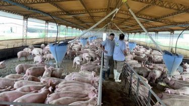 Financiarán a PYMES del sector porcino por $2.000 millones